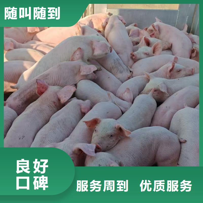 苏州到贵港仔猪运输-恒温车讲究信誉