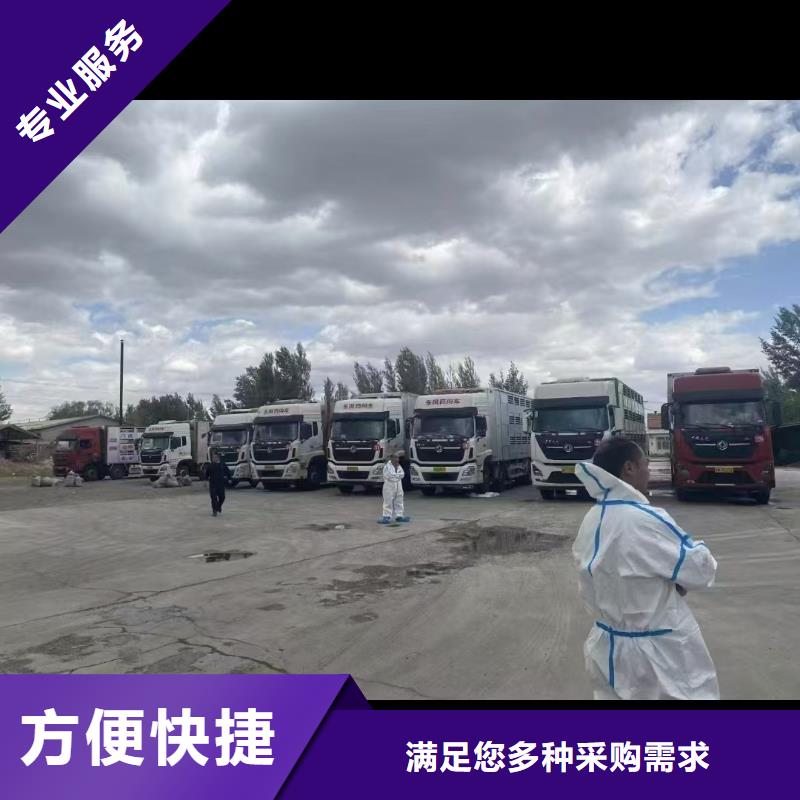 常州到阿拉善猪牛羊运输-恒温车质量保证