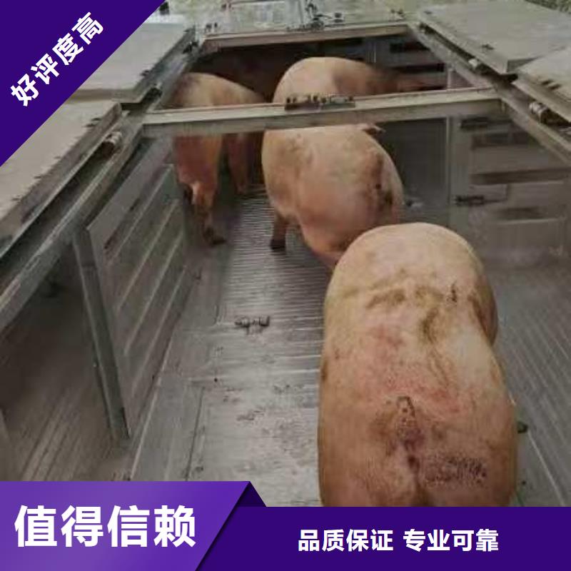宿迁泗阳到武威牛运输-专用车专业品质
