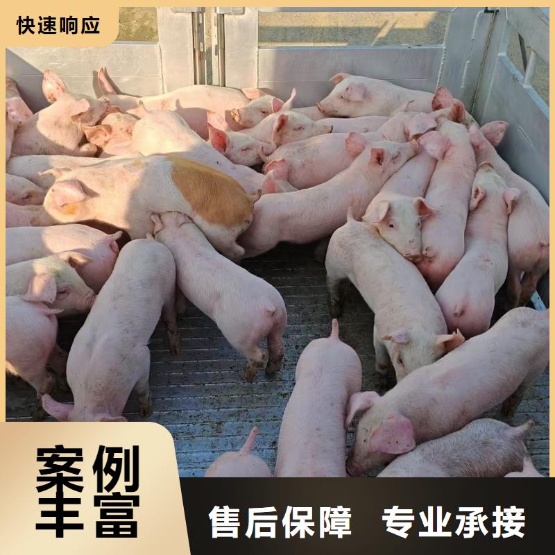 宿迁市沭阳到承德猪笼车运输-专用车随叫随到