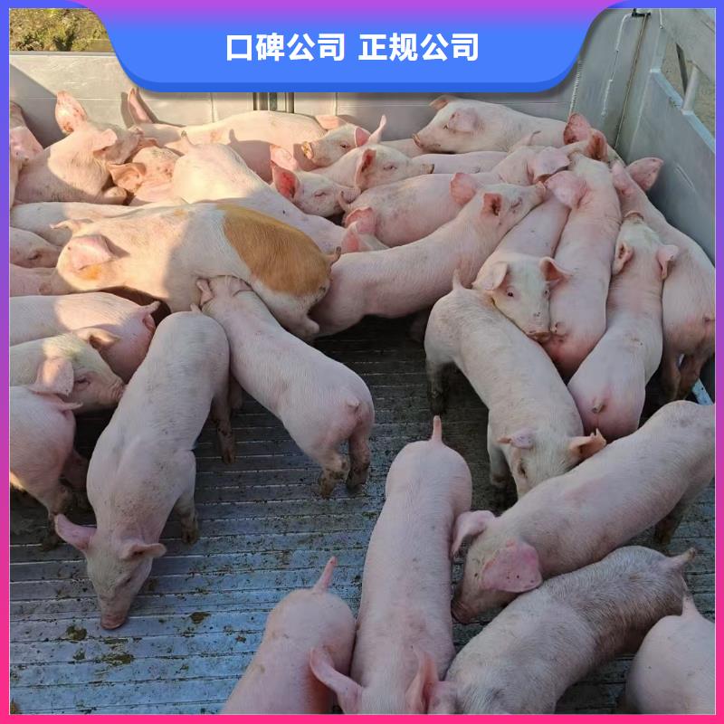 安徽到亳州空调车运输