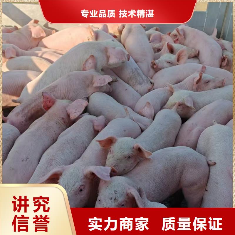 宿迁到亳州农牧运输