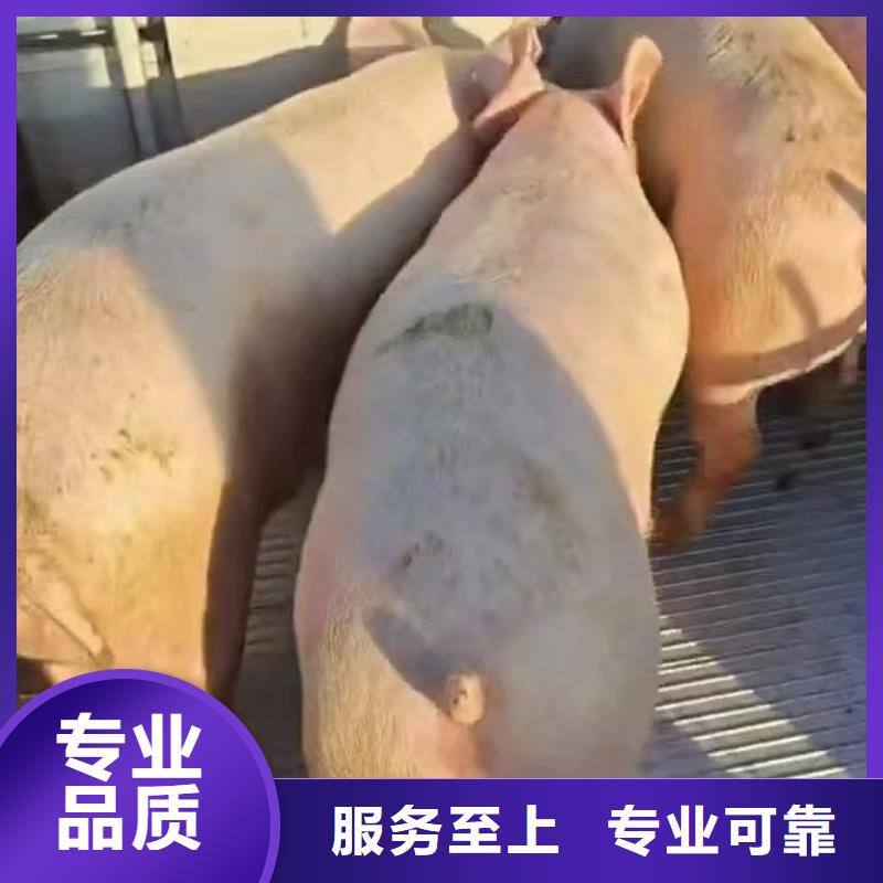 宿迁到陇南种猪运输空调车严格规范