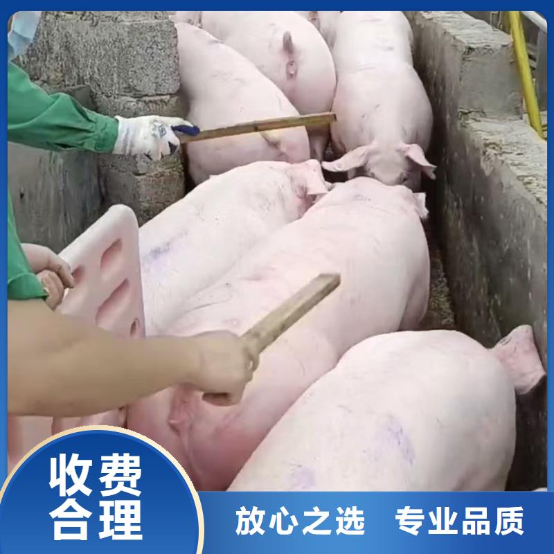 黄山到朝阳恒温车运输快捷