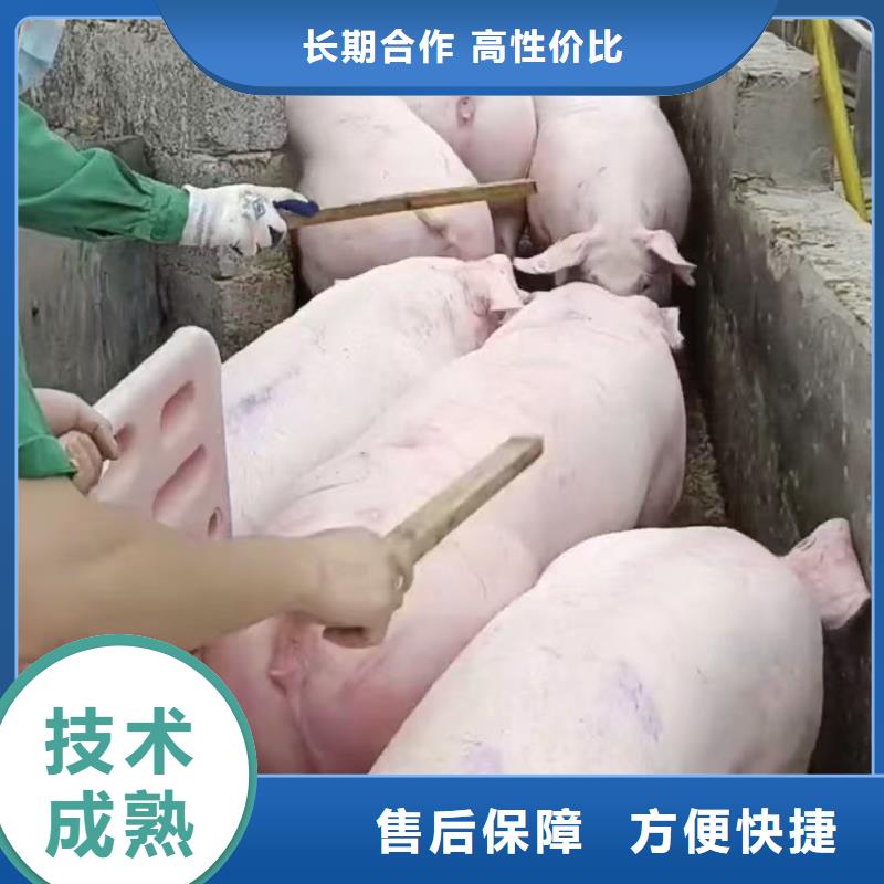 芜湖至承德猪牛羊运输精准无误