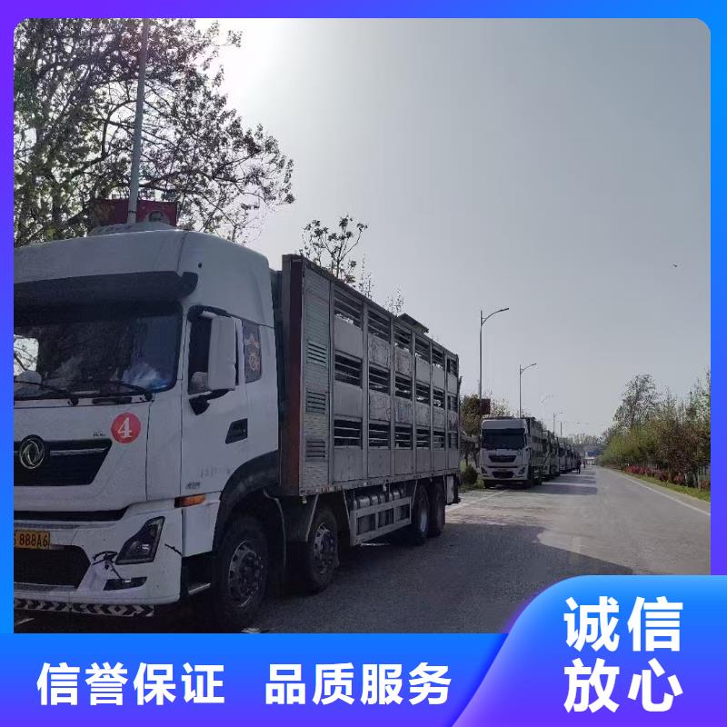 宿迁泗阳到中山种猪空调车运输精准无误