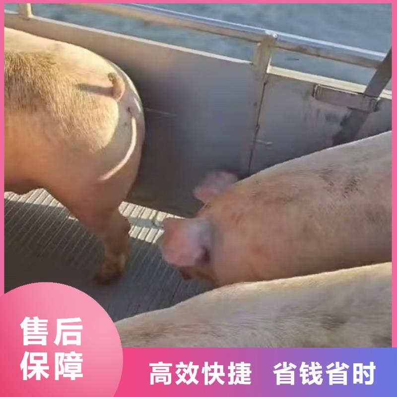 河南至江西省萍乡市保温车活禽运输服务周到