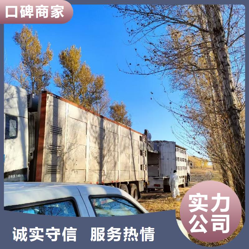 宿迁沭阳到安阳羊运输专用车小心谨慎