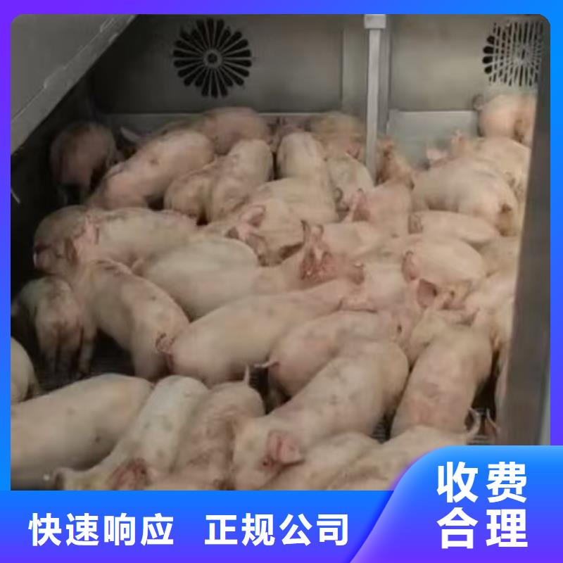宿迁泗阳到昌都畜禽运输合理安排