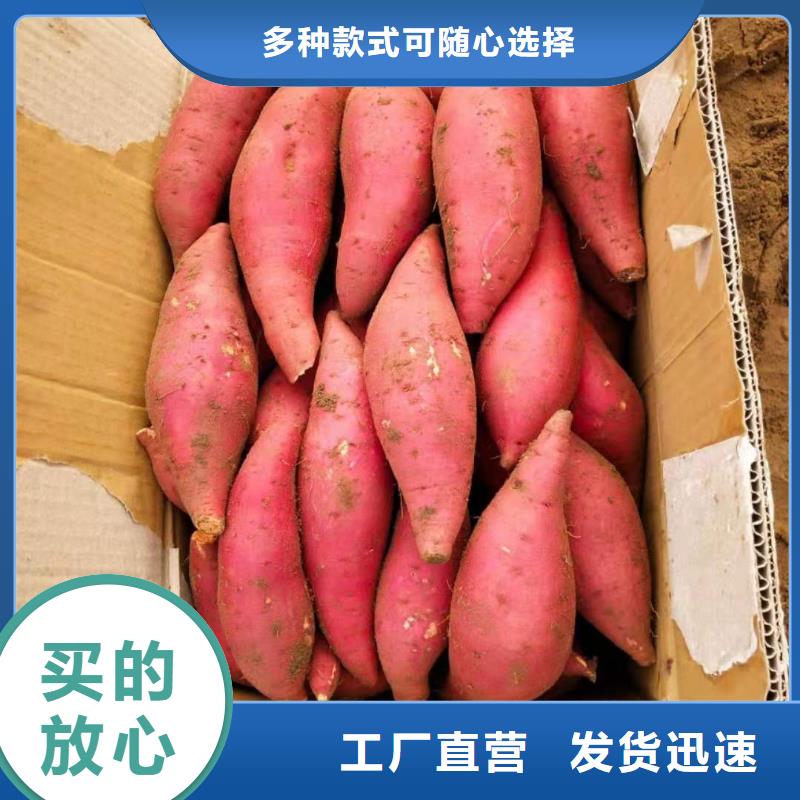紫薯苗,【羽衣甘蓝粉】客户好评当地生产商
