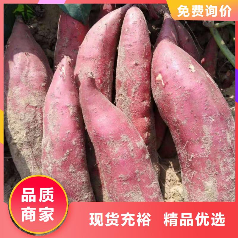 紫薯苗羽衣甘蓝粉快捷的物流配送货品齐全