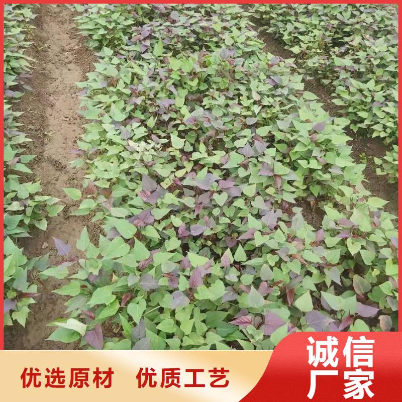 【紫薯苗红薯粉供应采购】一个起售