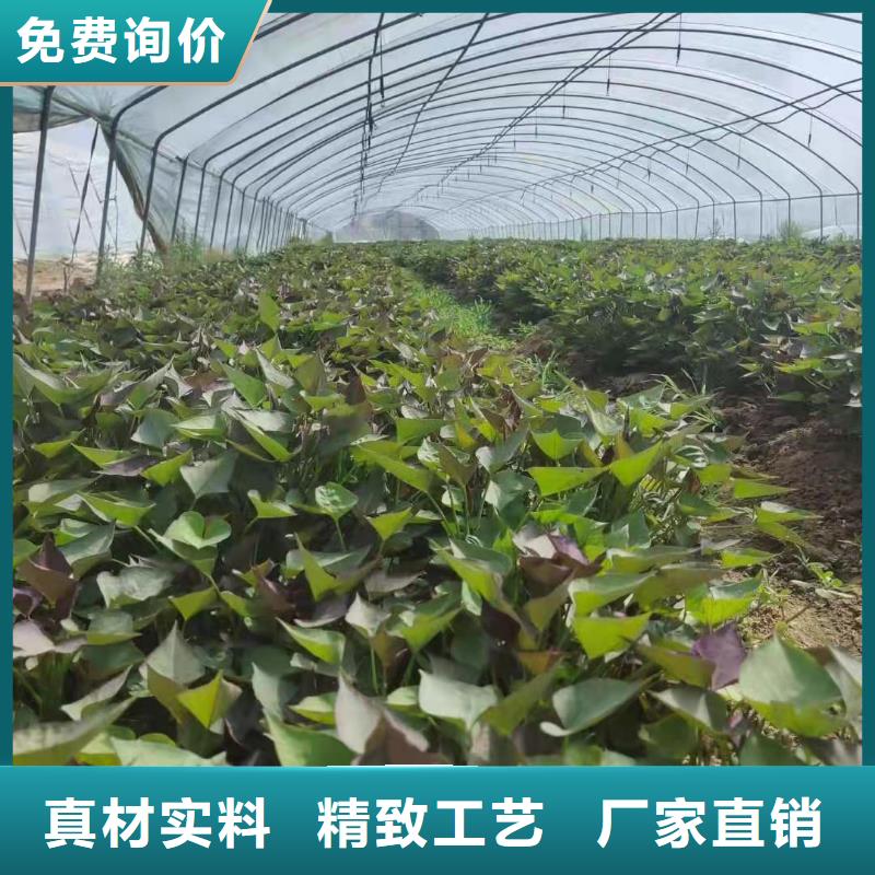 紫薯苗,羽衣甘蓝粉大品牌值得信赖重信誉厂家