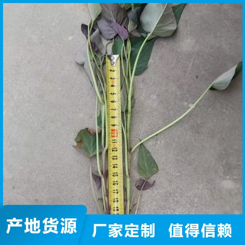 紫薯苗南瓜粉优良材质海量库存