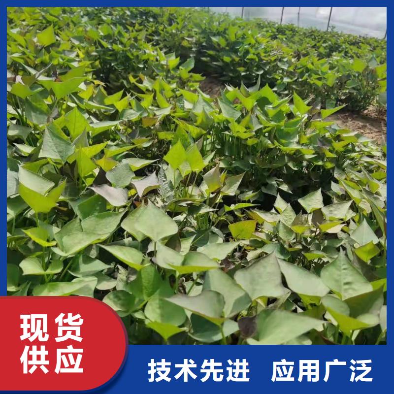 紫薯苗_羽衣甘蓝粉生产安装产地直销