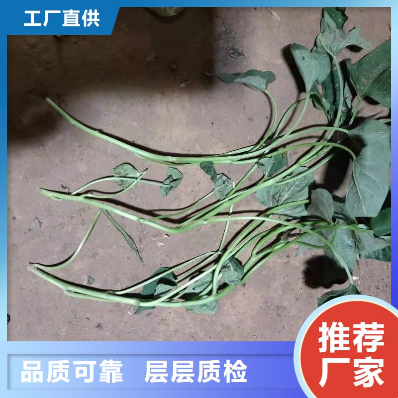 紫薯苗羽衣甘蓝粉量大更优惠品牌大厂家