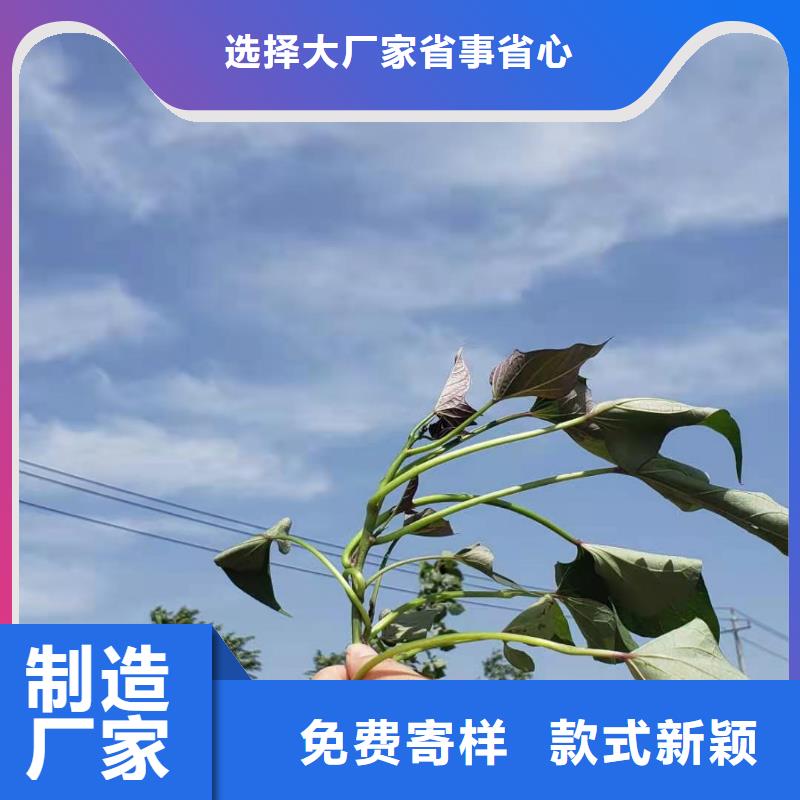 紫薯苗【紫薯粉】从源头保证品质标准工艺