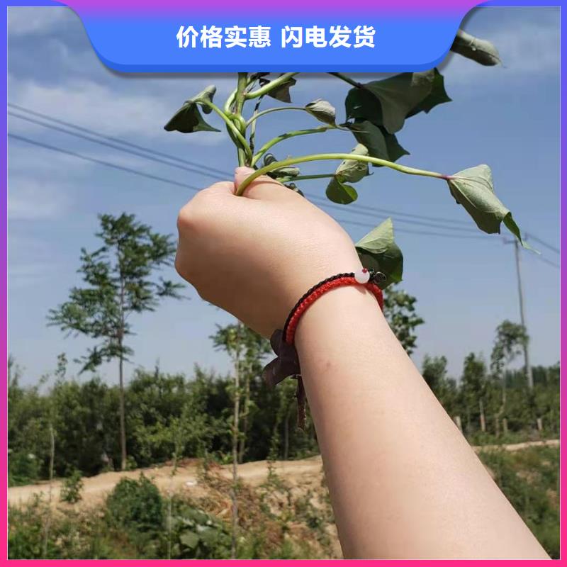 【紫薯苗-菠菜粉服务周到】规格齐全