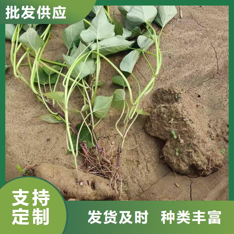 紫薯苗紫薯雪花片货源足质量好畅销本地