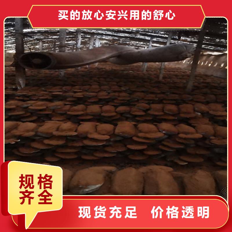 灵芝孢子粉有机孢子粉一个起售用品质说话