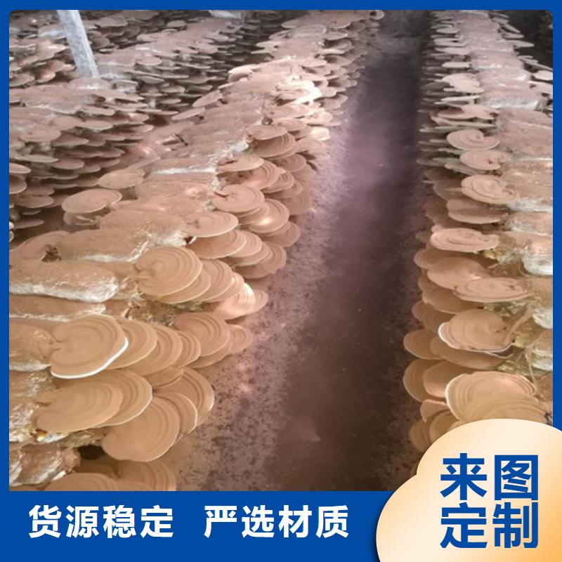 灵芝破壁孢子粉厂家现货批发专心专注专业