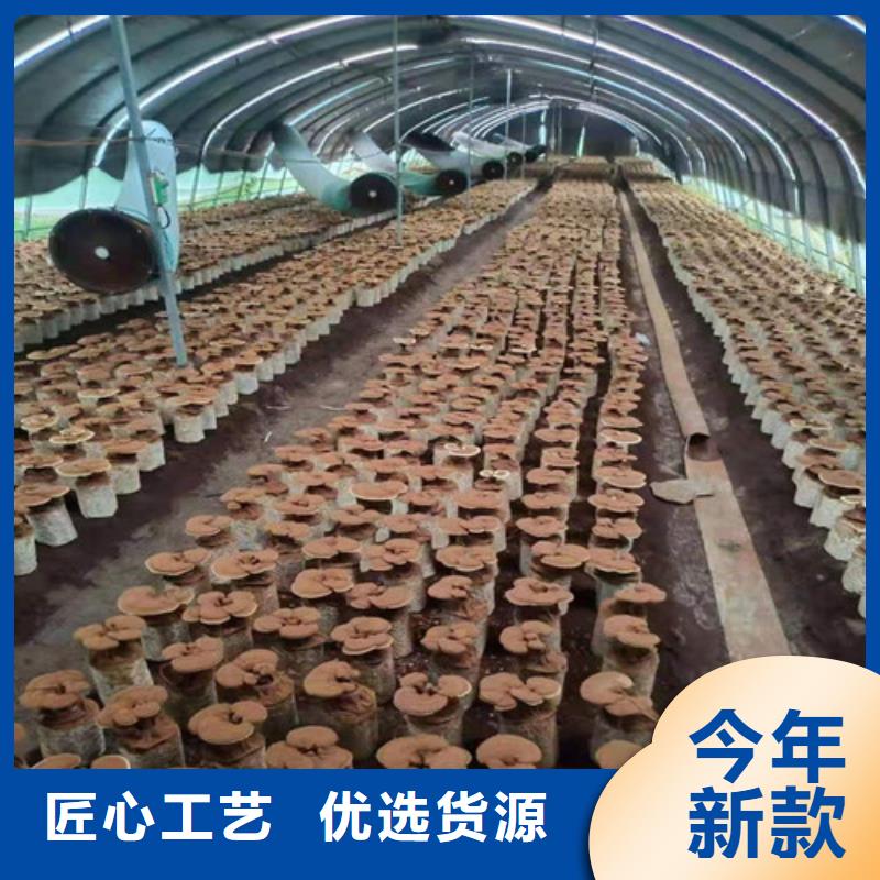 灵芝孢子粉厂家-优惠本地货源