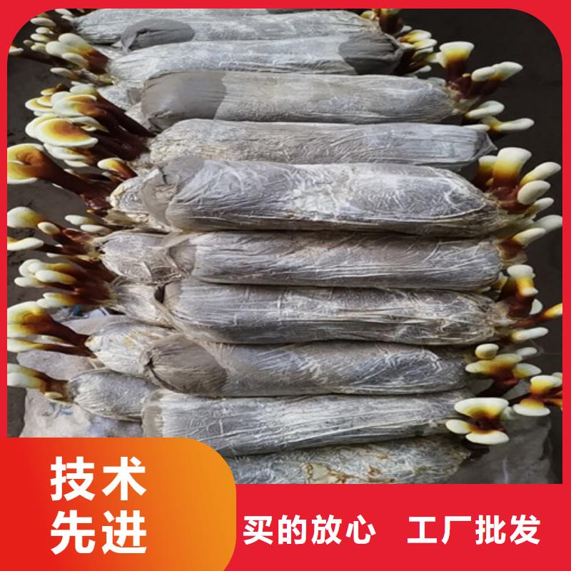 灵芝孢子粉,灵芝菌种老客户钟爱厂家规格全