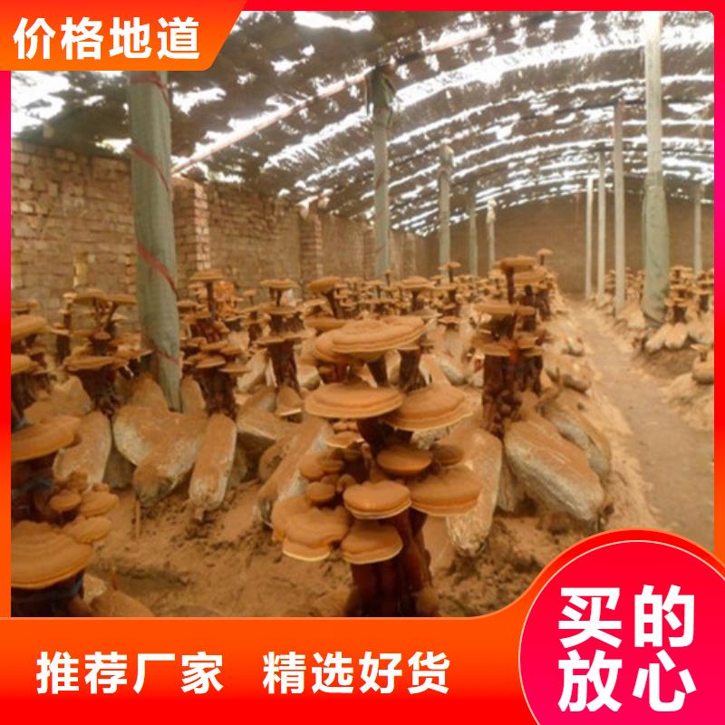 破壁灵芝孢子饭前吃还是饭后吃量大从优2025用心细节