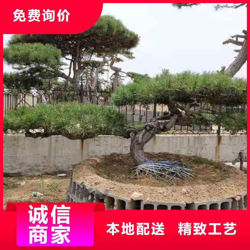 造型松造型松价格以质量求生存当地制造商