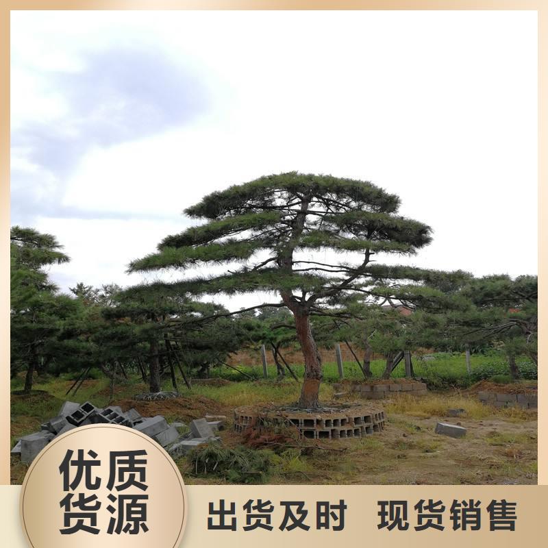 造型松 造型黑松优选厂家专注质量