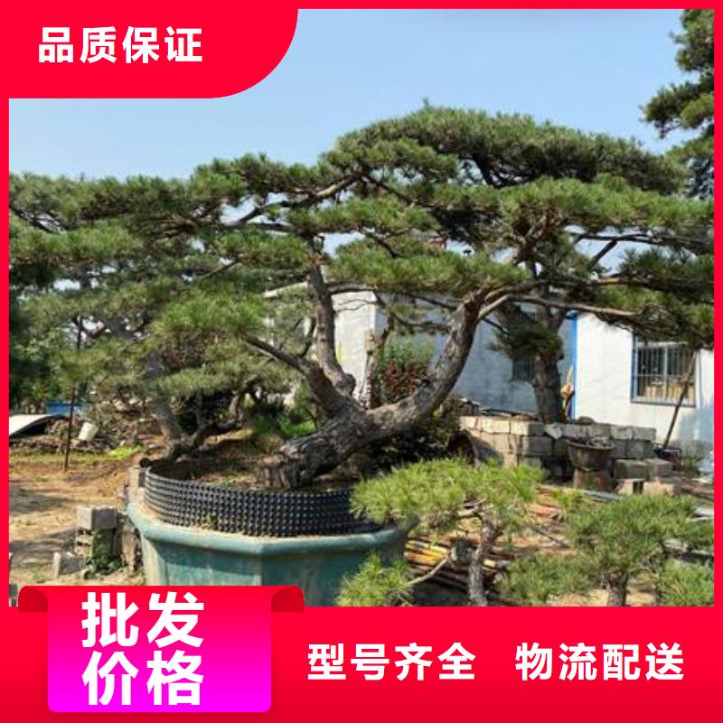 造型松大型古松厂家质量过硬当地生产商