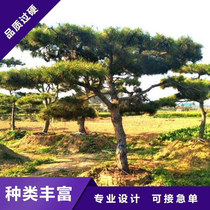 造型松,造型松基地质量安心随心所欲定制