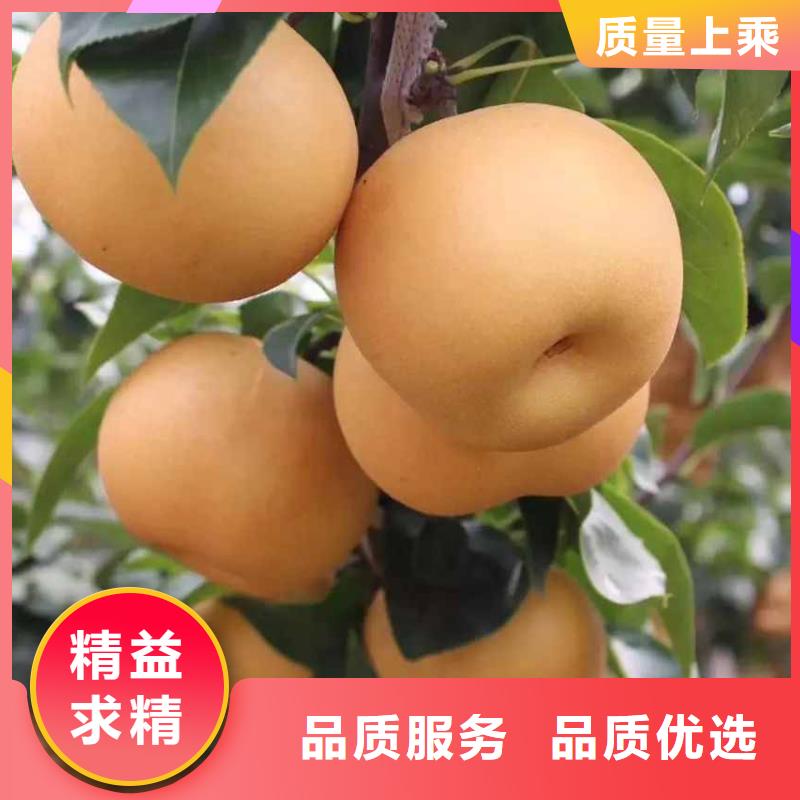 【梨杜梨苗品质有保障】优质原料