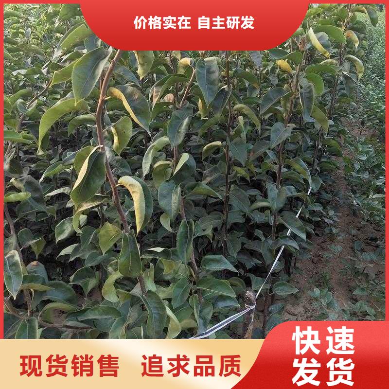 梨玉露香梨树苗品牌大厂家大量现货