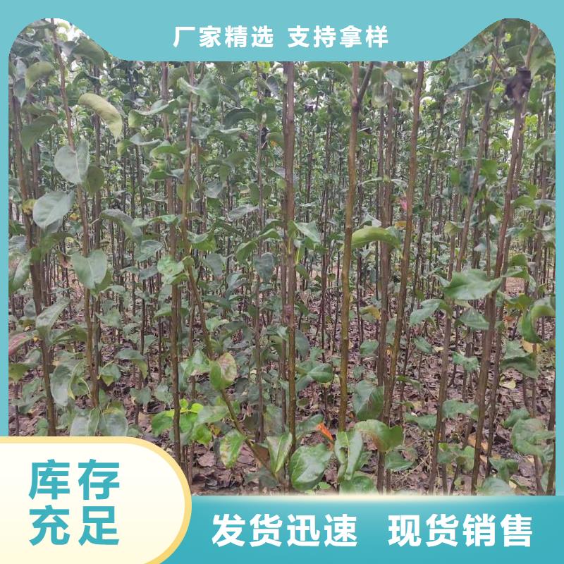 梨黄冠梨树苗用的放心本地厂家