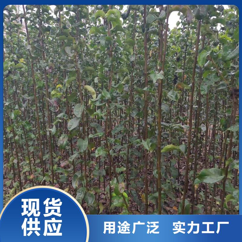 梨梨树苗基地送货上门同城公司