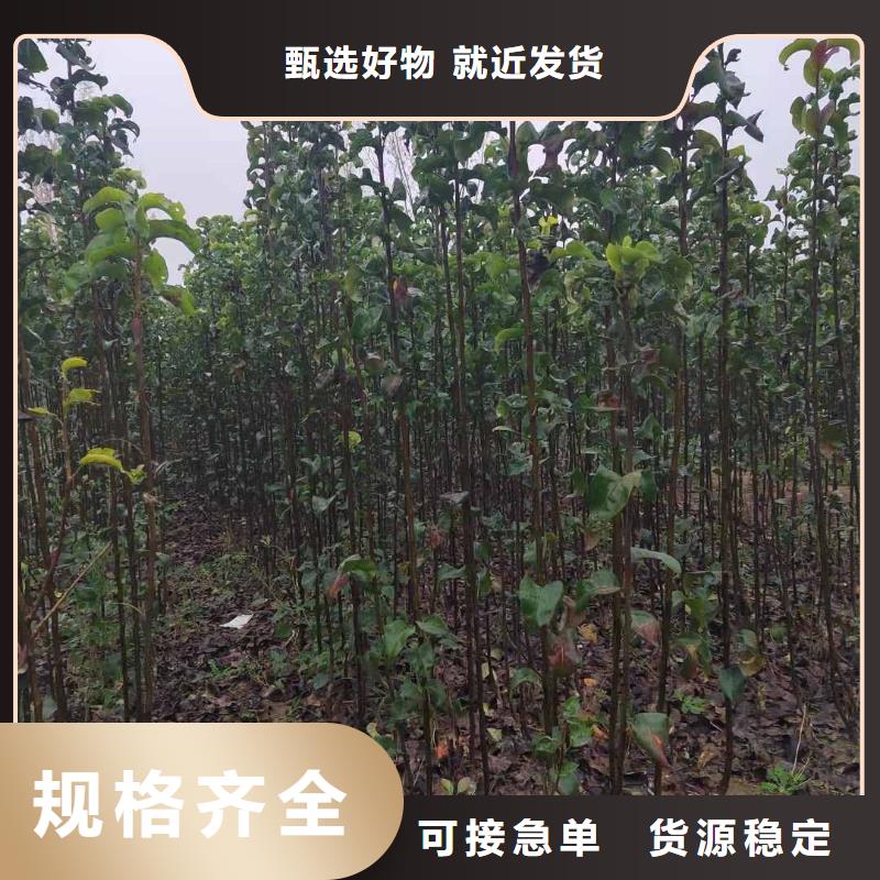 梨秋月梨树苗量大更优惠当地货源