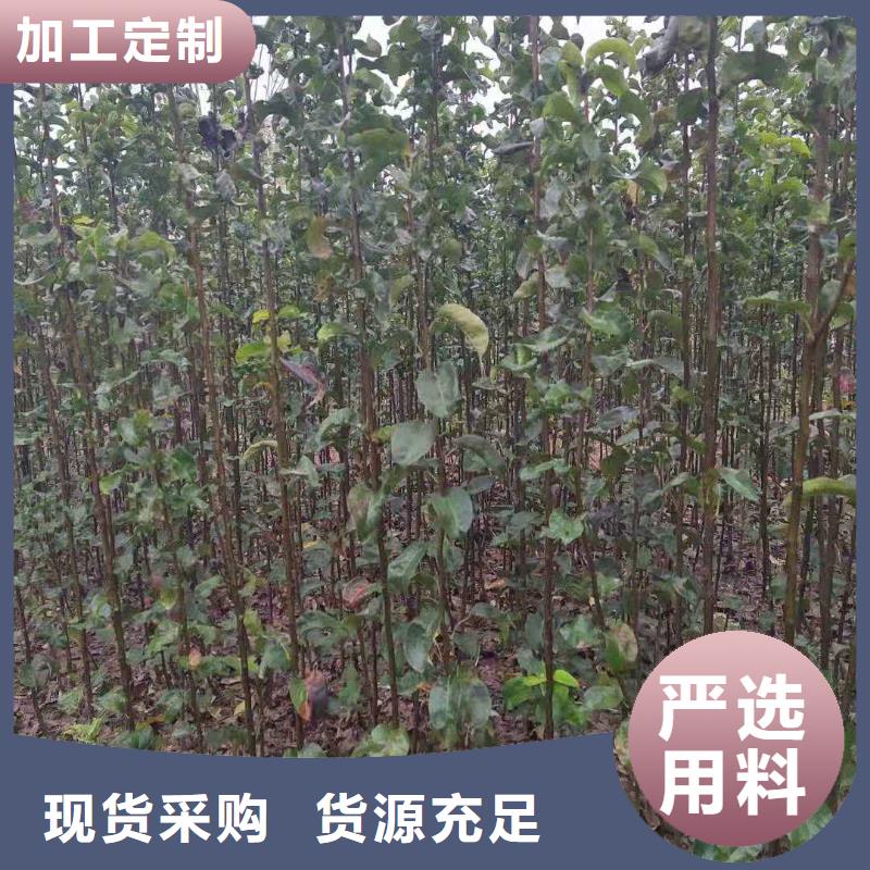 梨_奥红一号梨苗老客户钟爱贴心服务