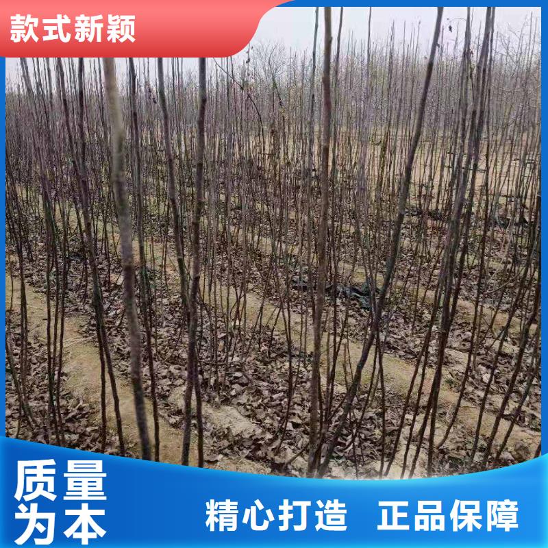 梨梨树苗基地批发供应真材实料加工定制