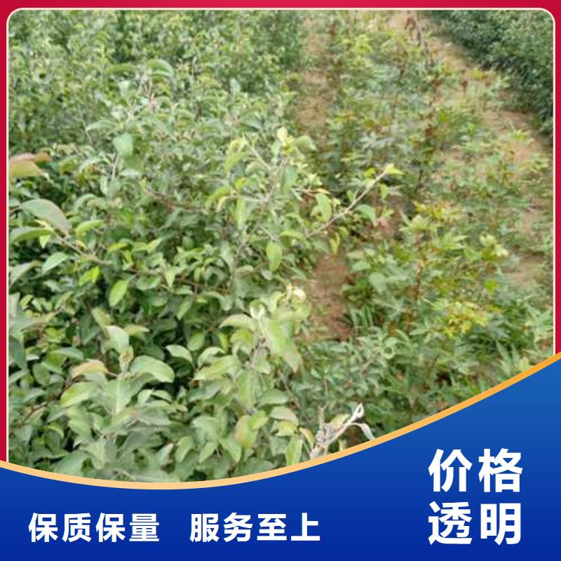 【杜梨新梨7号梨树苗源头厂家量大价优】多种规格供您选择