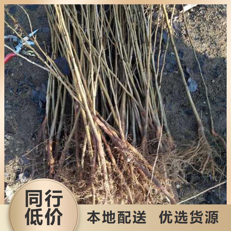 杜梨黄冠梨树苗规格齐全工期短发货快