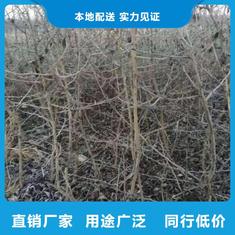 杜梨毛桃苗打造行业品质款式新颖