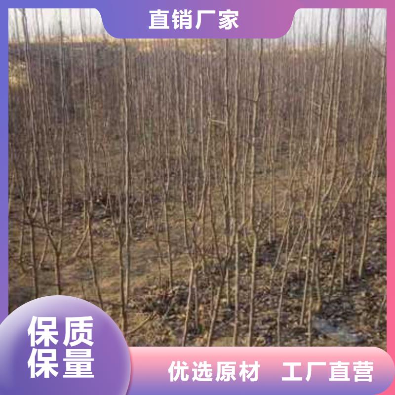 杜梨【秋月梨树苗】用心做好细节经销商