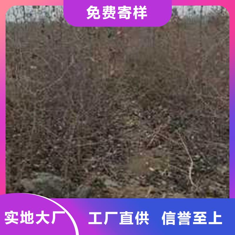 杜梨玉露香梨树苗实力才是硬道理当地生产商