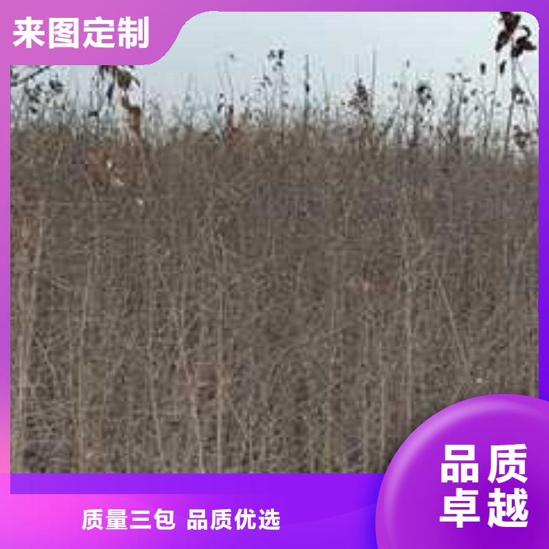 杜梨梨树苗基地自有生产工厂同城公司