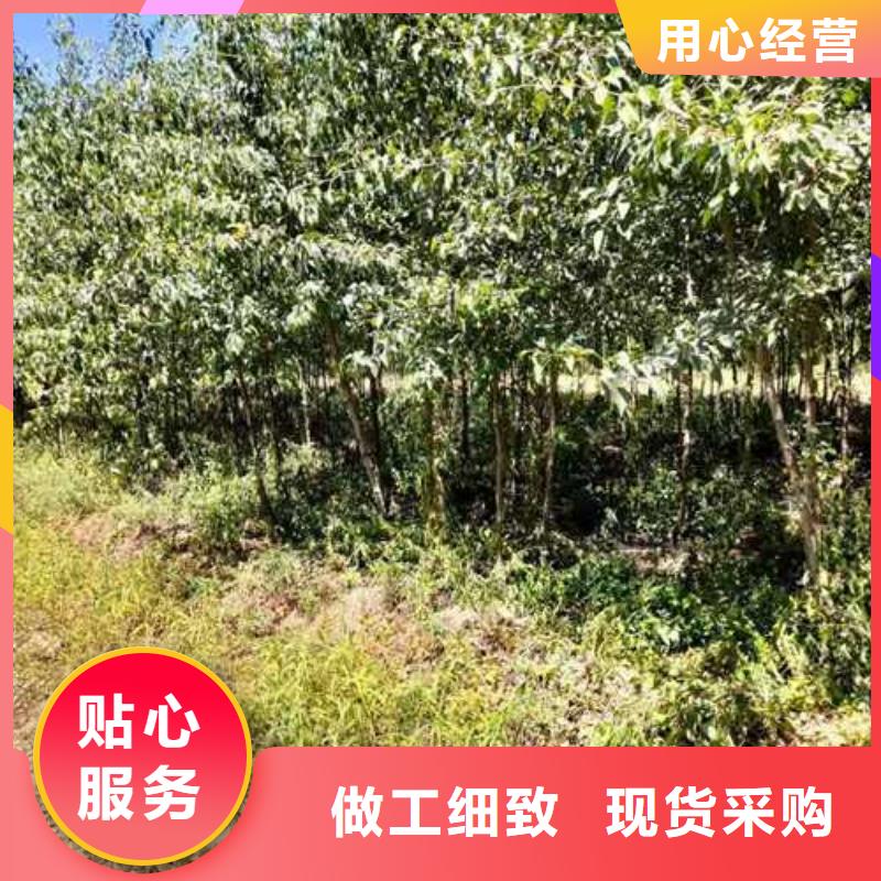 杜梨梨树苗基地现货批发定制批发