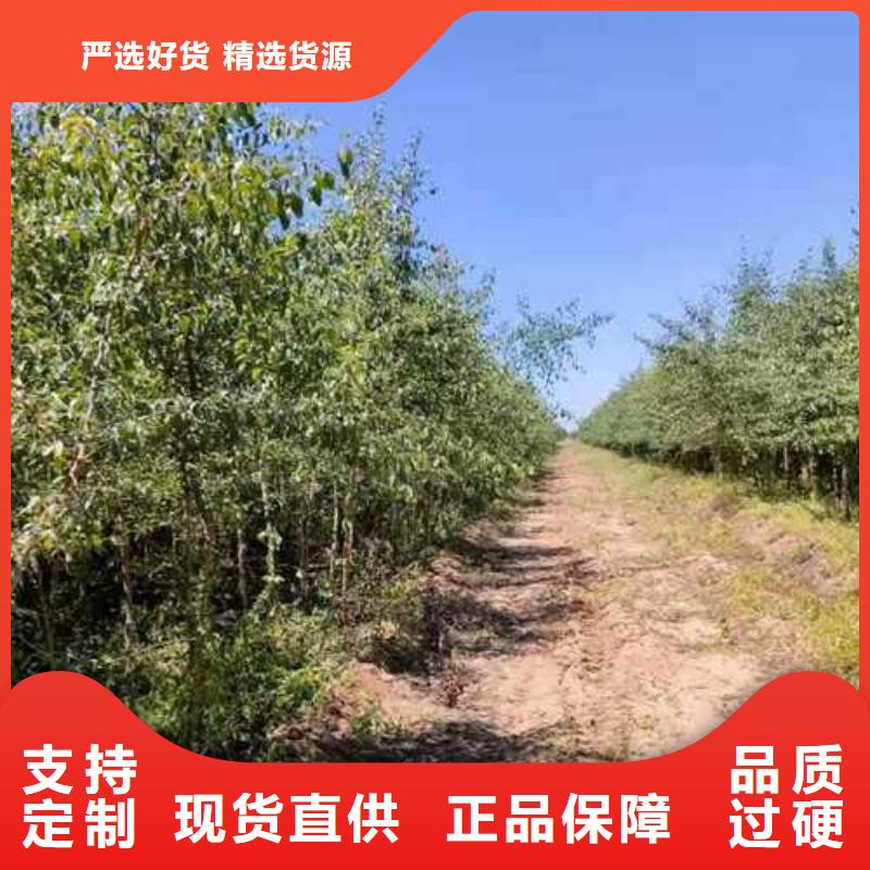 杜梨山桃苗工厂现货供应海量现货直销