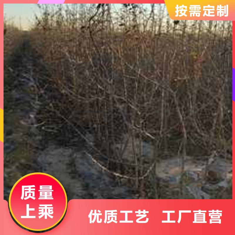 【杜梨】皇冠梨树苗当地货源本地生产商