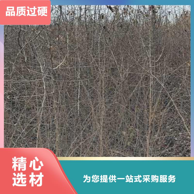 杜梨-十四号桃树苗用心做好每一件产品当地货源