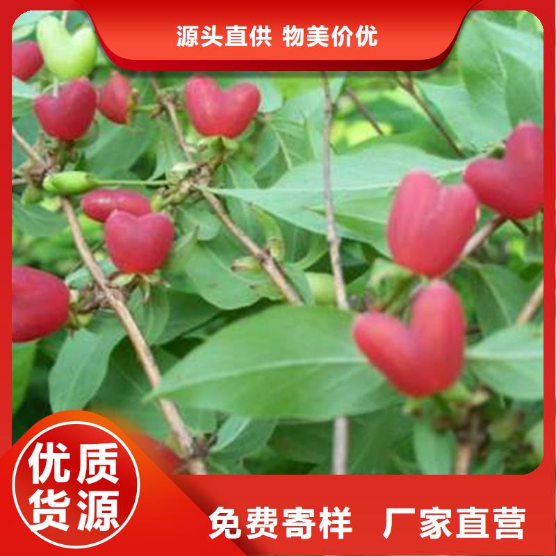 杈杷果苹果苗敢与同行比服务随到随提